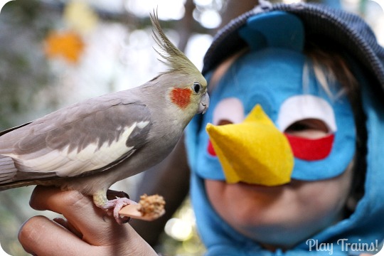 DIY Angry Birds Costume: Blue Bird (as the Engineer of the Angry Bird Train) from Play Trains!
